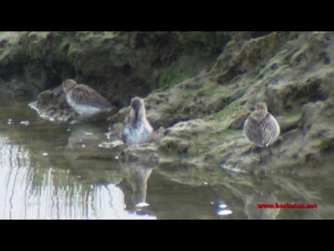 Correlimos común ( Calidris alpina ) Dunlin