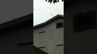 Download lagu suara panggil walet original mp3