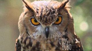 Zara McFarlane - Police &amp; Thieves