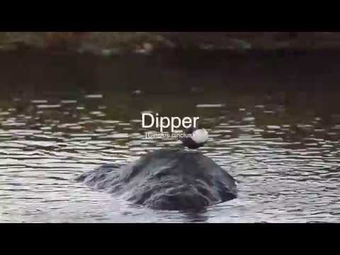 A Dipper (Cinclus cinclus) on the Isle of Mull - www.simplymull.co.uk