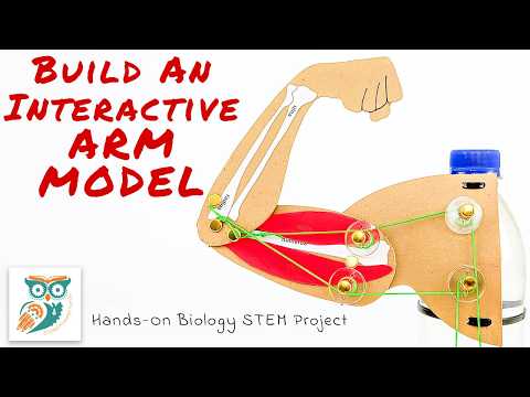 How to Build an Arm Model - Biology STEM Project for Elementary