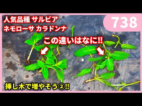 園芸 サギナサブラタ