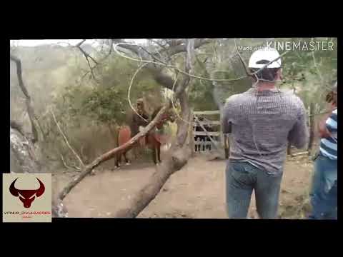 TOADA DO BOI BANDIDO 💥🌵🎵