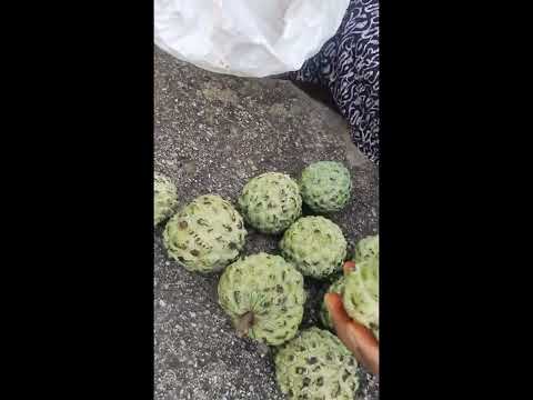 Ma village sethaful fruit 