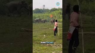 Download lagu Why Residents Are Chasing Away This Herd of Elephants mp3