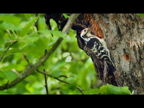 Nesting birds – Lesser spotted woodpecker (Dryobates minor)