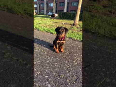 12 months later , still a baby face 🙈😍 #Shorts #rottweiler