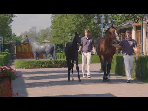 2. Domino van Heechhiem, colt by Dominator 2000 Z