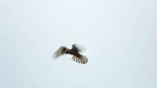 preview picture of video 'Hovering Kestrel'