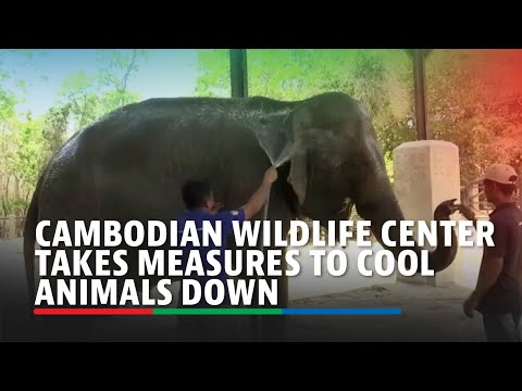 Cambodian wildlife center takes measures to cool animals down in extreme heat