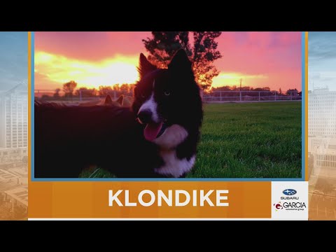 New Mexico Living Pet Pics October 16, 2025 - YouTube