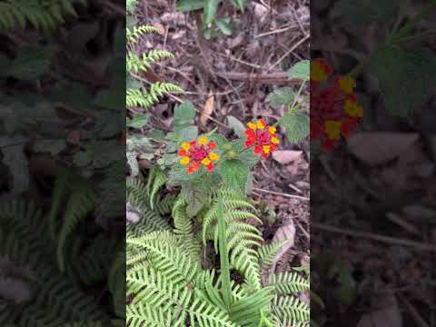 Lantana camara* - conhecida como *Cambará, Chumbinho, Camará ou Lantana arco-íris#nature#shorts#deus