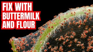 KILL SPIDER MITES & APHIDS How To Keep Your Garden Healthy