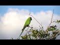 Nanday Parakeet Calling
