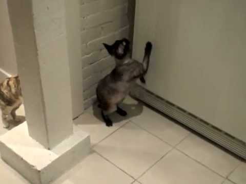 חתול מצליח לפתוח את הפריזר