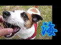 日本の唱歌「海」松原遠く～ 歌詞 出演：犬のジャックラッセルテリア jack russell terrier