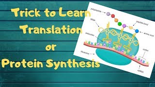 Translation or Protein Synthesis in 5 minutes