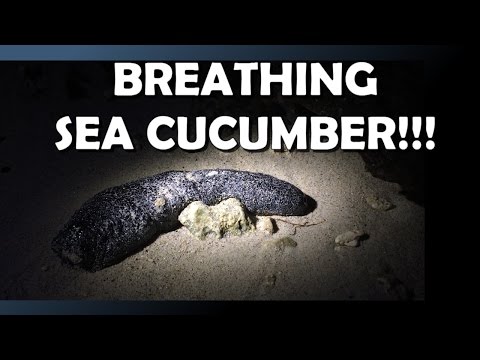 Breathing Sea Cucumber!