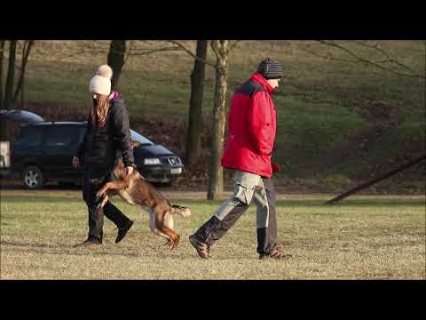 Taffy z Jukasu - obedience - 16 months