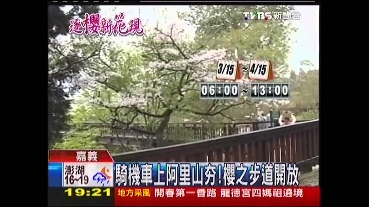騎機車上阿里山夯! 櫻之步道開放