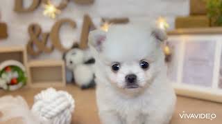 ハーフ犬の動画01