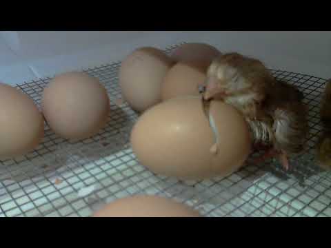 Third Chick Hatching - June 2018