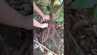 Download lagu penemuan pusaka keris empu gandring di akar pohon jambu#pusaka#vidio #populer #viral mp3 Download lagu penemuan pusaka keris empu gandring di akar pohon jambu#pusaka#vidio #populer #viral mp3