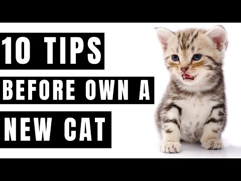 Best 10 Tips Before Your Cat Moves In-Your Guide
