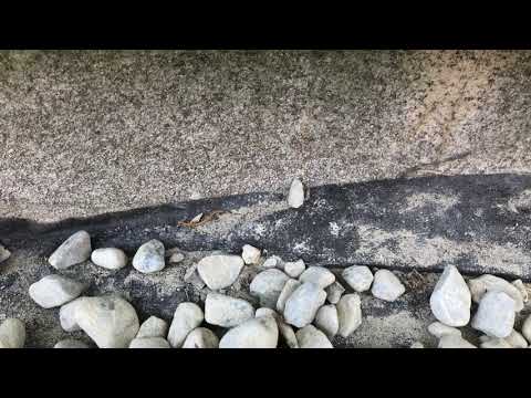 Digging Deep for Pavements Ants in Spring Lake, NJ