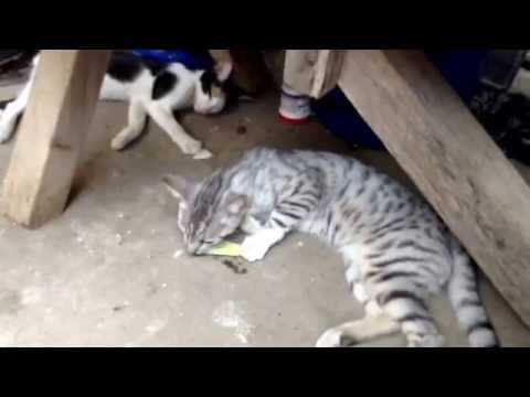 No hay nada más q' comer