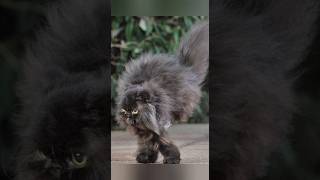 Funny animals 2023😆 - Funniest Cats and Dogs Video🐕🐈341 #shorts