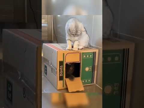 Baby Cats _ Cute and Funny Cat Videos Compilation #1 || Funny Animals With Mohsin #cutecat #funny