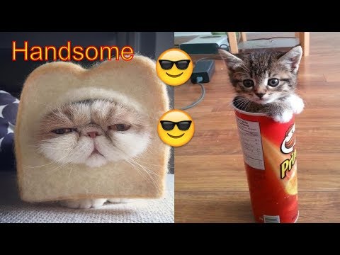 Cute AND Funny CATS PICTURE  Part 2 Video