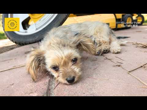 ‘Please Take Me With You’ — The Stray Dog Who Didn’t Want to Be Left Behind