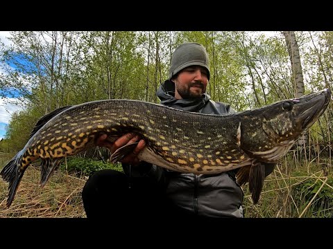 PARAS HAUKIKEVÄT IKINÄ - 10 KG HAUKI KAVERILLE JA MONTA MUUTA SUURHAUKEA