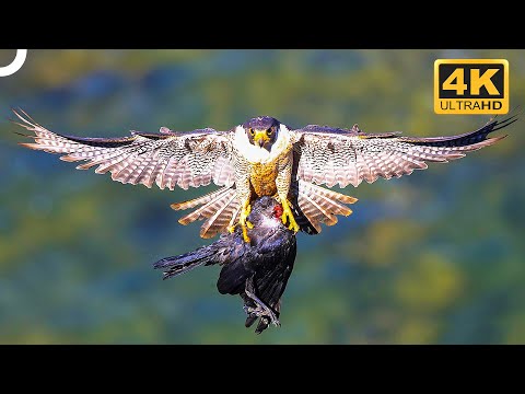 FALCON VS. EAGLE! WHO IS THE TRUE MASTER OF THE SKY? | Wildlife Documentary | 4K Animal Documentary