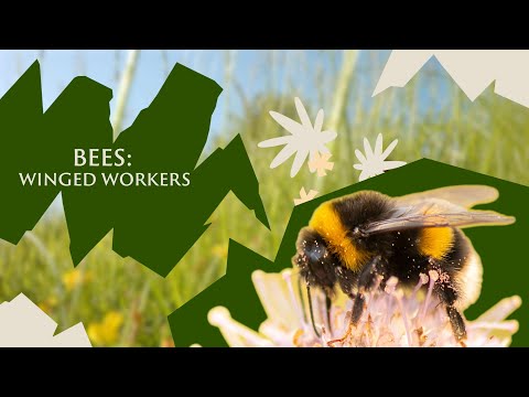 Bees the incredible winged workers | Save Our Wild Isles