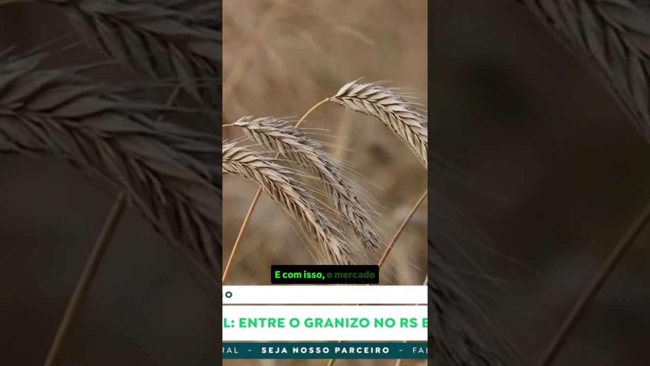Trigo no Brasil: Entre o granizo no RS e a melhora no Paraná