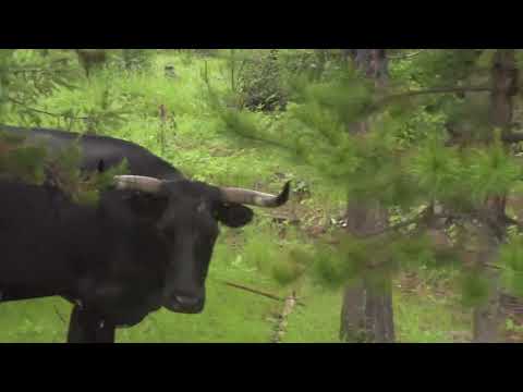 North Whiskey Ranch mp4