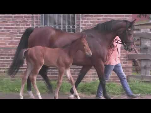 Video Cornets Quaprice