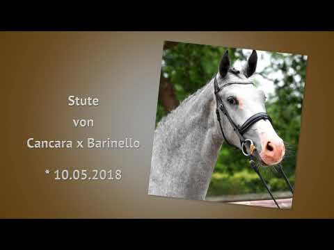 4 Stute Cancara