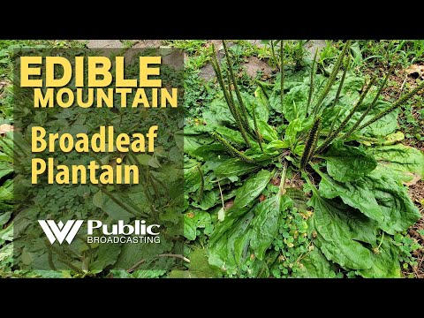 EDIBLE MOUNTAIN — Broadleaf Plantain