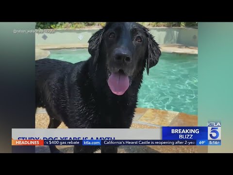 Dog years a myth? How old your dog actually is