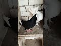 Black And White Kabootar || 2 Kabootar || Pigeon 💥😍🔥#Shorts