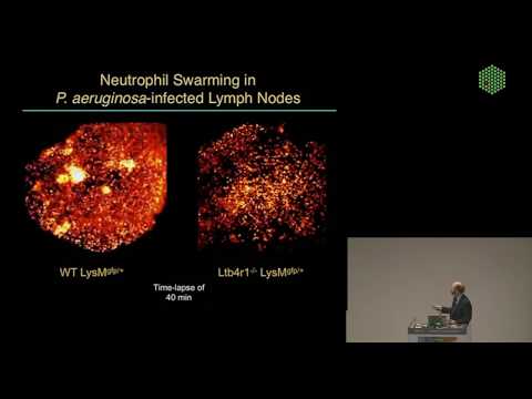 EMBL Keynote Lecture - Imaging the Immune System, Ron Germain