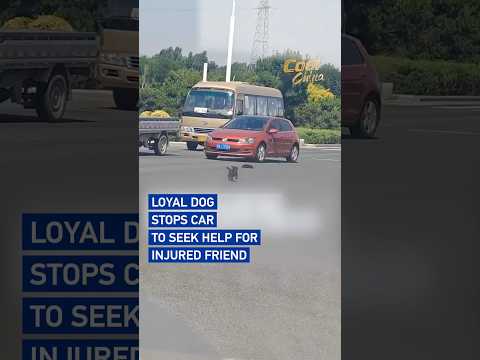 Loyal dog stops car to seek help for injured friend