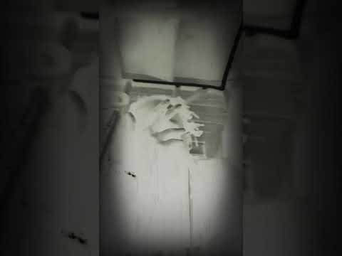 Nello rass kachi  Freestayle