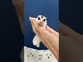 フクロモモンガのYouTubeサムネイル画像