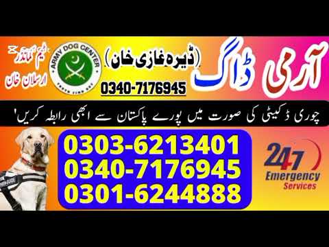 Army Dog Center Dera Ghazi Khan Khoji Dog Center Dera Ghazi Khan Khoji kutty Dera Ghazi Khan dgkhan