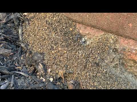 Multiple Ant Hills Found in the Mulch Bed in Warren, NJ